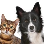 Photo of cat and dog