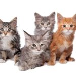 Photo of four kittens, three gray, one red.