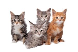 Photo of four kittens, three gray, one red.