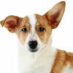 Photo of small dog's face.