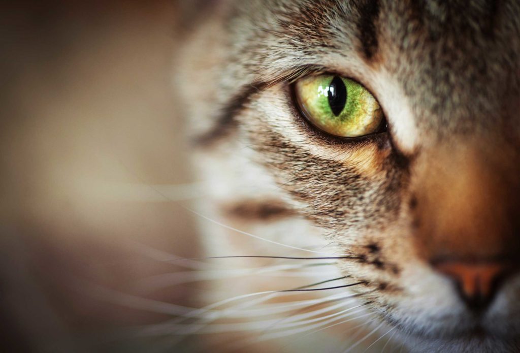 Close up photo of adult brown and beige cat's face.