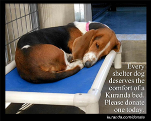Beagle sleeping on Kuranda Bed