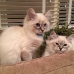 Photo of two 13 week old siamese kittens.