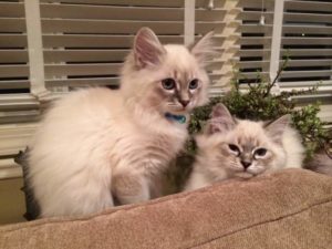 Photo of two kittens on a couch.