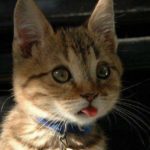 Closeup photo of brown cat's face.