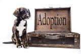 Dog adoption graphic.