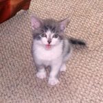 Photo of bart, a gray and white kitten.