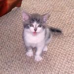 Photo of gray and white kitten.