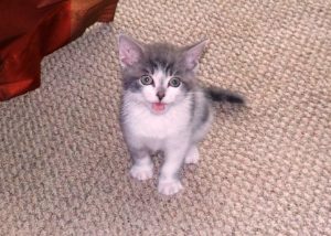 Photo of bart, a gray and white kitten.