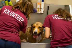 Photo of volunteers bathing a dog