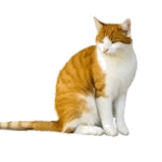Photo of orange and white cat