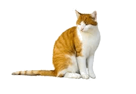 Photo of orange and white cat.