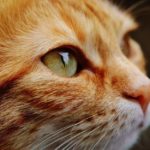 Close up photo of an orange cat's eye.