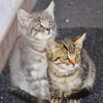 Photo of two kittens cuddling.