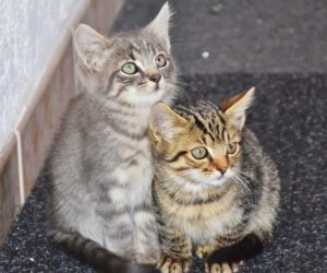 Photo of two kittens