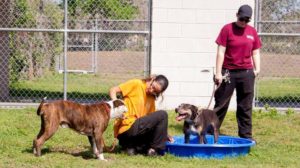 Photo of dogs playing in kiddie pool