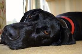 Photo of sad black dog's face.