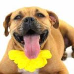 Photo of Mya, a happy Pit Bull.