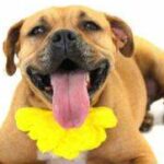 Photo of Mya, a happy Pit Bull.