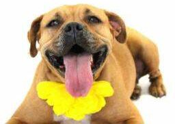 Photo of Mya, a happy Pit Bull.