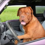Photo of large dog at the steering wheel of a car.