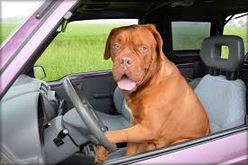 Photo of a brown pit bull at the wheel of a car.