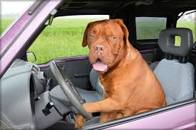 Photo of large dog at the steering wheel of a car.