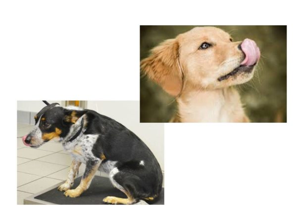 dogs licking collage