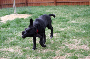 Dog shaking