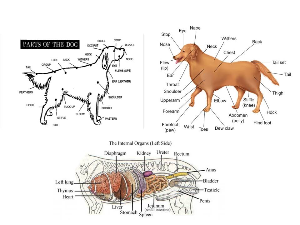 dog anatomy slide