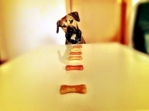 Dog looking at treats on a counter.