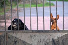 2 dogs looking through a gate