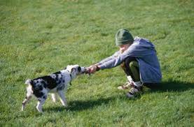 dog pulling on rope