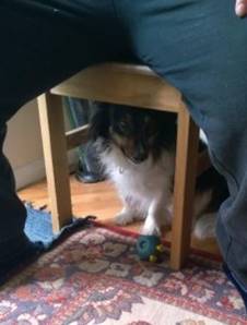 dog under chair