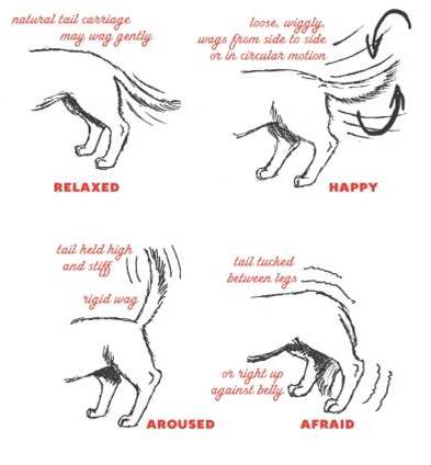 wagging tail graphic