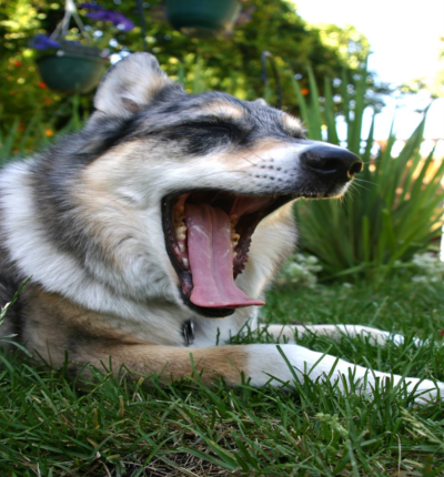 Dog yawning, worried