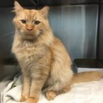 Garfield an adopted Community Cat