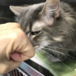 Silver fist bump 3-7-19