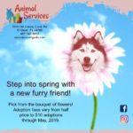 May, 2019 special poster - pick a flower for the price