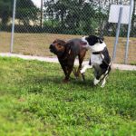 Two dogs playing chase