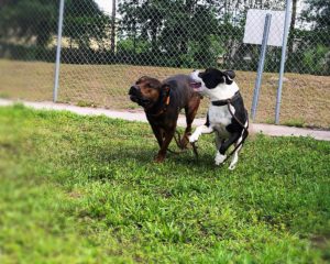 Two dogs playing chase