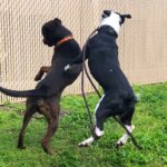 two dogs jump and crash into each other