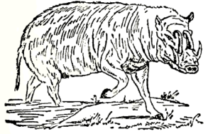 hog drawing