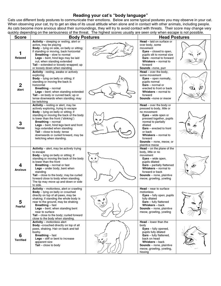 Cat Body Language Chart