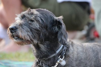 Senior dog