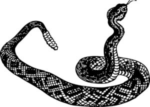 black and white illustration of a coiled snake