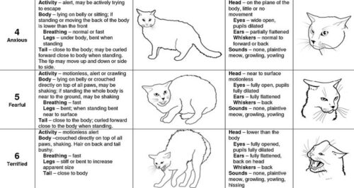 Cat stress levels 4-6