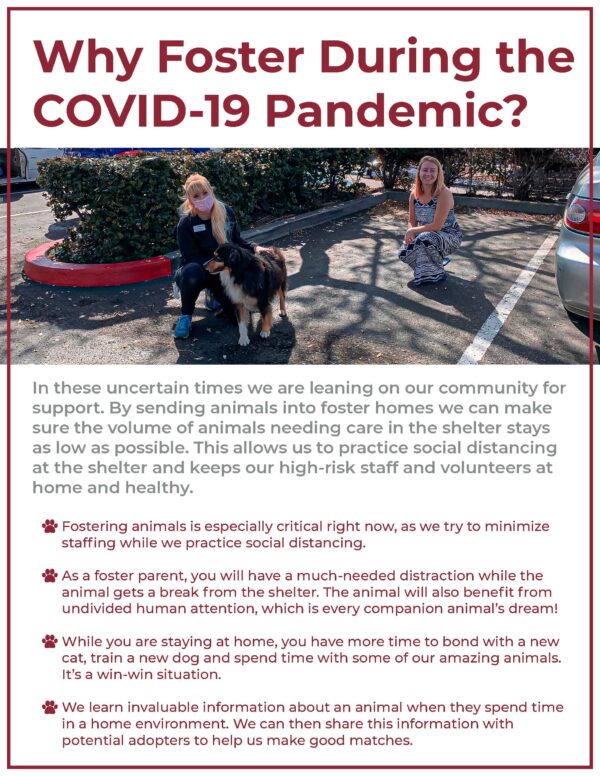 Why you should foster during COVID-19 flyer