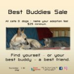 Best Buddies Sale poster $25 adoptions