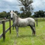 Sir Phillip the horse in his pasture at Mill Creek Farm in Alachua, Florida